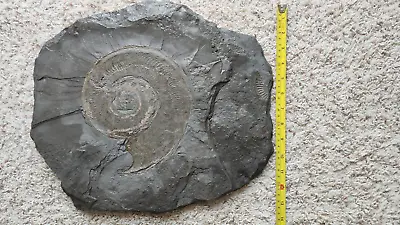 Large Jurassic Fossil Dactylioceras Ammonite 16  Plate From Holzmaden Germany • $99