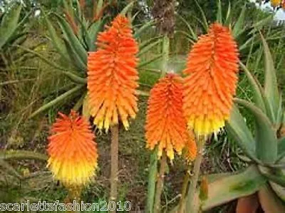 Kniphofia Tysonii Red Hot Poker Torch Lily Rare Seed 20 Seeds • £2.35