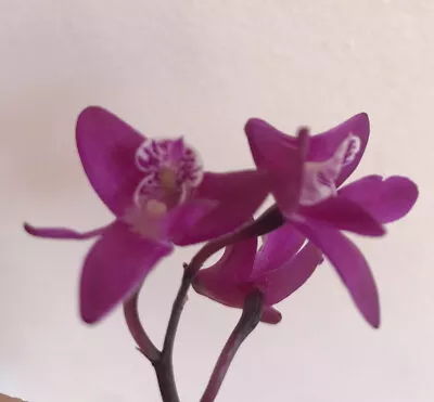 Dendrobium Kingianum Purple Rock Orchid- Single Stem Small In Size Approx 4-5cm • $12.95