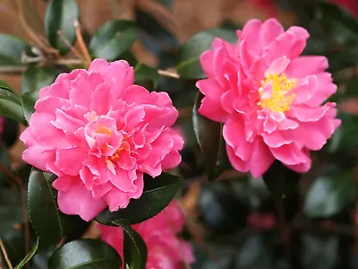 10 AUTUMN SPIRIT CAMELLIA  	- 'Camellia 'Autumn Spirit' • £5.63