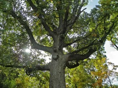 BUR OAK  (1)  ( 9-12  Tall) In Container (w/free Orange Tree) • $15.99