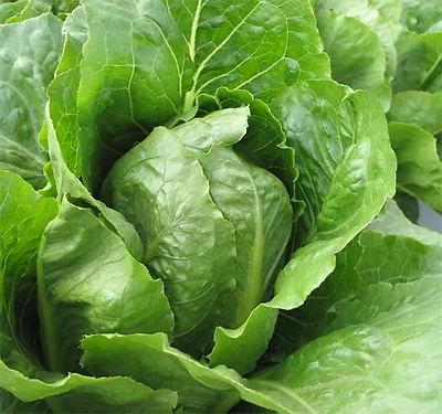 Organic Lettuce Romaine Jericho  1000 Seeds • £2.69