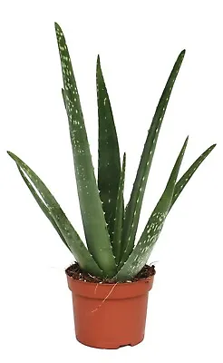 Large Aloe Vera Barbadensis Medicinal Plant • £15