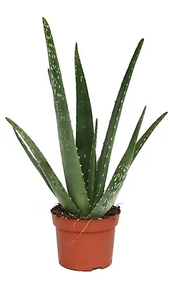Small Aloe Vera Barbadensis Medicinal Plant • £10