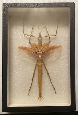 VINTAGE. Taxidermy Entomology  Giant Mantis Shadowbox Display CASE • $85
