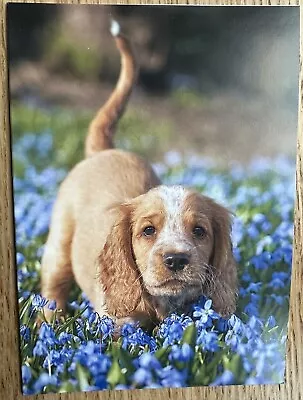 English Cocker Spaniel Puppy Pup Dog Bluebells Blank Greetings Card • £2.99