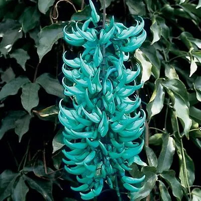 Heirloom Jade Vine Mucuna Flower Seeds Blue Fragrant Perennial • $15.99