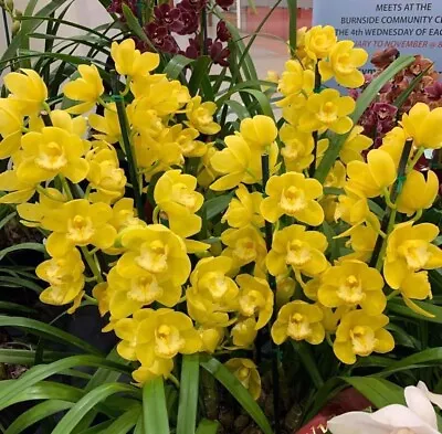 $40 • Buy Cymbidium Orchid - Pharaoh's Dream 'Barcelona'