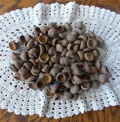 Assorted Sizes Of 100 Real Acorn Caps For Fall & Holiday Crafts & Decorating • $11.95