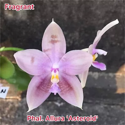 Phalaenopsis Allura Asteroid - Fragrant • $35