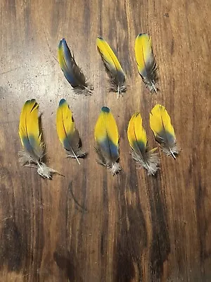 Bright Yellow Multi-Color Scarlett Macaw Body Feathers 4” • $10.60