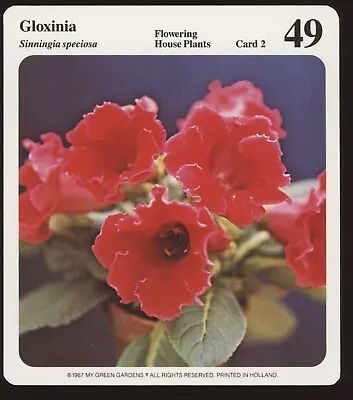 Gloxinia  My Green Gardens Guide Card Flowering House Plants • £4.68