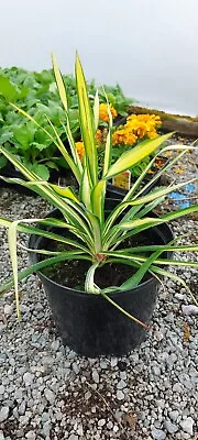 Yucca 'Golden Sword' - 5 Years Old Plant In 5 Litre Pot • £19.50