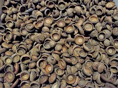 150 Acorn Caps Real Dried Michigan Mix Size Oak Tree Art-Craft Hobby Project Lot • $9.95