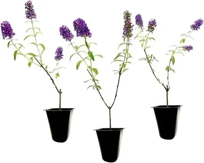 Buddleia Black Knight | Live Plants | Fragrant Butterfly Bush Attracts... • $32.98