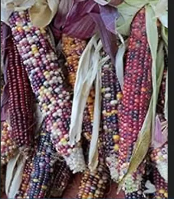 Indian Mini Mix Corn 50 Seeds • $9.99