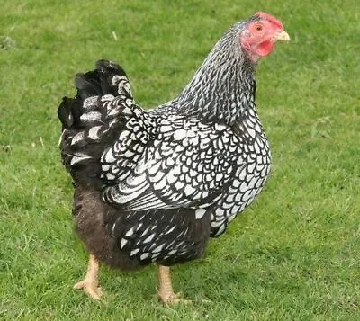 £17.50 • Buy SILVER LACED WYANDOTTE HATCHING EGGS X 6 Large Fowl