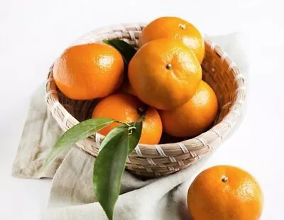 Grafted ORRI Sweet Mandarin Citrus Tree 26-30  Citrapot Shipping Express • $89