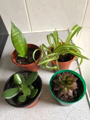 £7.20 • Buy Money Maker (jade Plant),Houseleek, Snake Plant And Spider Plant In Pots