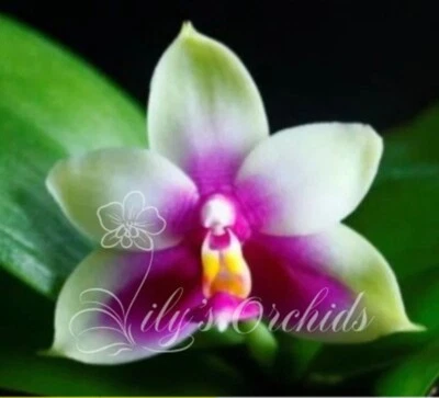 $35 • Buy LP-38 Phal. Bellina X Sib  Species  - Fragrant - Species