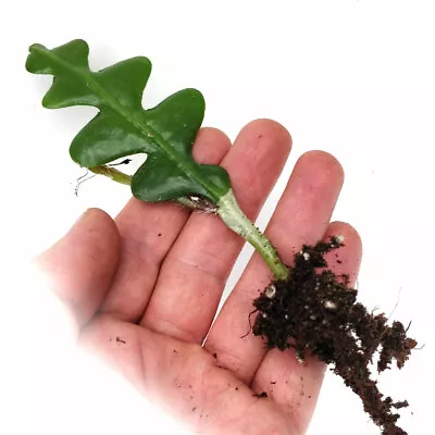 £4.99 • Buy Fishbone Cactus 'Epiphyllum Anguliger' – House Plant Rooted Cutting 5-6in