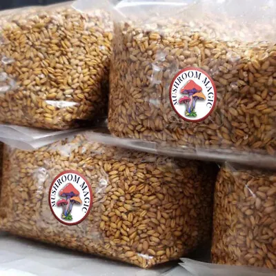 Bulk Sterilised Rye Grain For Mushroom Spawn - 10Kg • £69.99