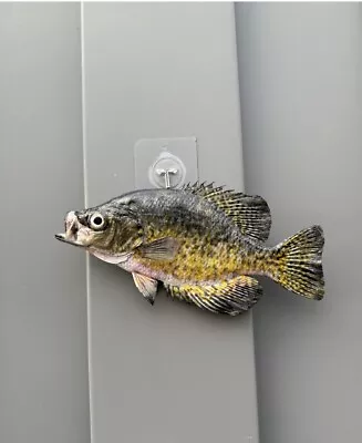 Beautiful Crappie Fish Taxidermy Wall Mount Art Wildlife • $100