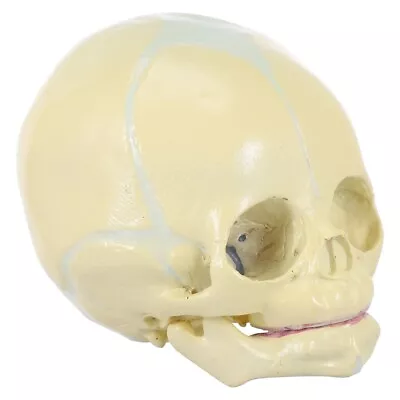  Skull Pvc Child Infant Statue Anatomical Skeleton Head Bone Model • £23.69