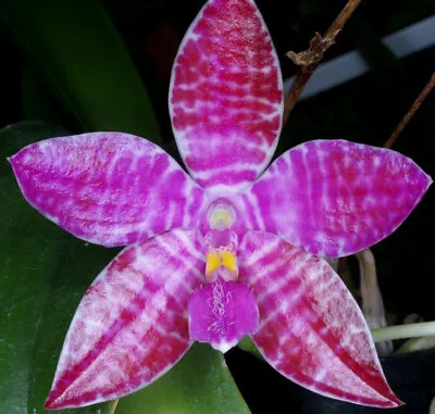 $50 • Buy Orchid Phalaenopsis Luddemanniana Species 