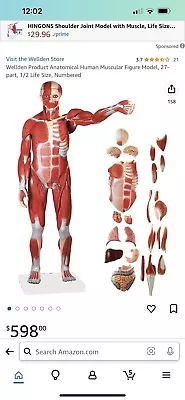 VEVOR Human Anatomical Muscular Model Muscle System 1/2 Life Size Anatomy Model • $500