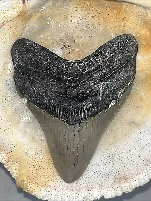 Megalodon Shark Tooth  100% Authentic 3.71  ̨Serrated! • $16.90