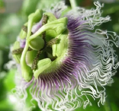 £0.99 • Buy Passion Flower - Passilfora Edulis - Purple Giant - 30 Seeds - 