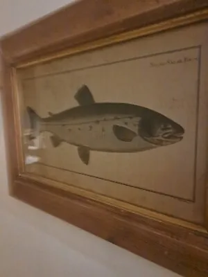 Vintage Fish Picture Salmo Salar Foem Gabriel Bodenehr Atlantic Salmon Kruger • $37.29