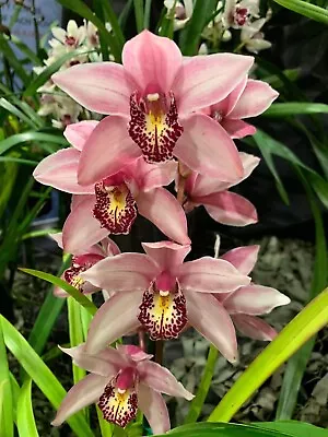 Cymbidium Orchid Pink Fall - With 4 Flower Spikes • $68