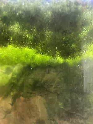 £4.50 • Buy Riccia Fluitans [Crystalwort] Live Floating Or Carpeting Moss 45g