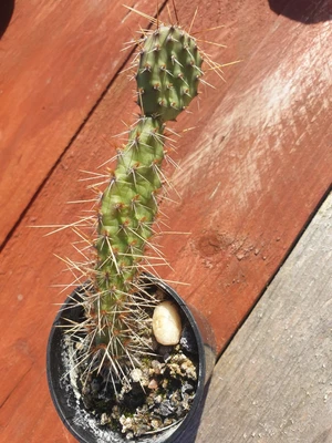 £4.50 • Buy Opuntia Cactus  Frost Resistant Pots 8cm 