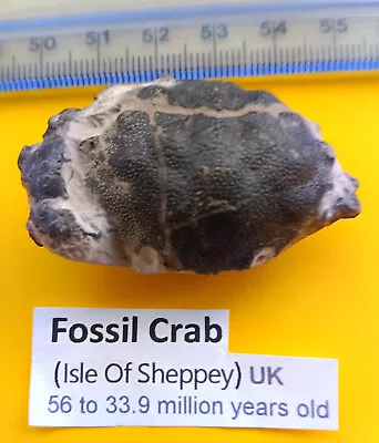 Beautiful Isle Of Sheppey Fossil Crab • £9.50