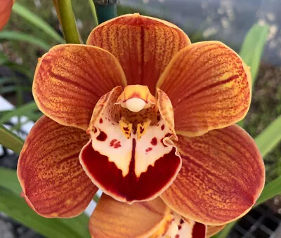 NEW RELEASE Cymbidium Orchid -  Spirit Of Uluru ‘3 Amigos’ 120mm Pot Size Plant • $30