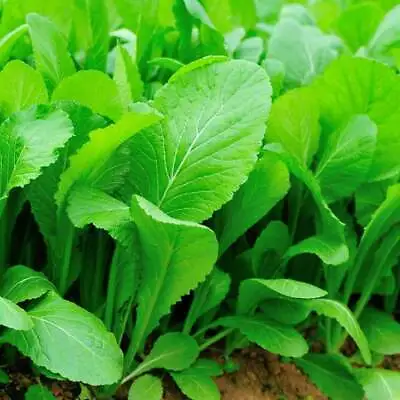 Tendergreen Mustard Seeds Spinach Mustard NON-GMO Komatsuna FREE SHIPPING • $1.69