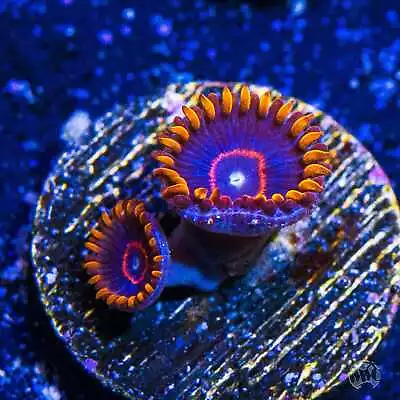 Red Hornet Zoanthids WYSIWYG Live Coral - 138 • $4.99