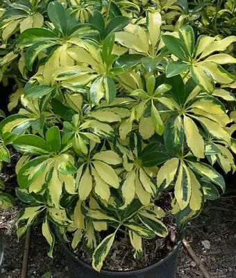 Trinette Variegated Schefflera Live Plants~Arboricola~Umbrella Tree 7-10  Tall • $5.99