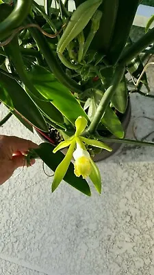 Vanilla Bean Orchid 12 Inches Fresh Cutting From My Plant. • $10.50