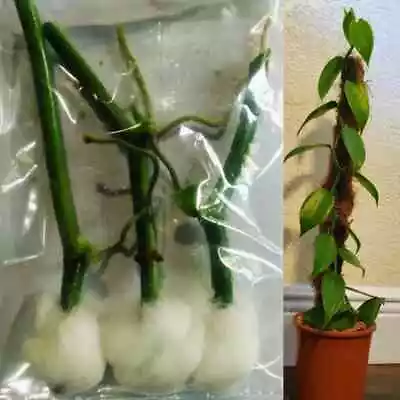 3+ Vanilla Planifolia Orchid Plant Specie Rooted-Live Cutting Vanilla Bean Plant • $14