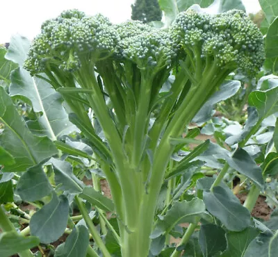 Tender Stem Broccoli Plug Plants  Grow Your Own  Vegetables Ready To Plant • £9.49