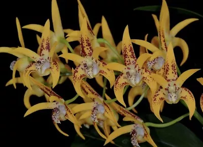 $59.95 • Buy Back In Stock Orchids Dendrobium Avril's Gold 'Louanne'  80mm Pots Mericlones