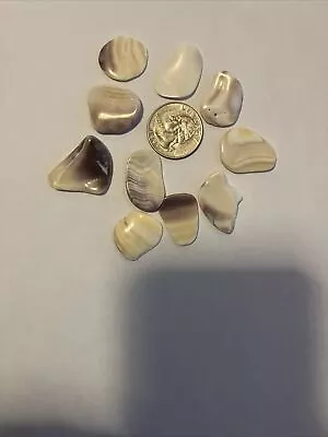 Lot Of 10 Pcs. Wampum Quahog Shell Pieces For Jewelery/Crafts #B • $4.99