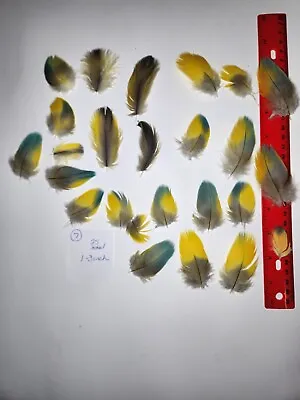 Macaw Parrot Feathers • $30