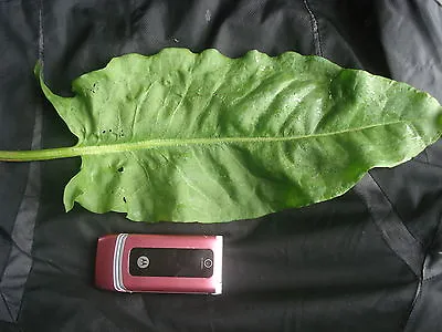 £2.99 • Buy Sorrel Russian Sorrel Seeds Xxl Size Large Leaves More Than 20 Cm 