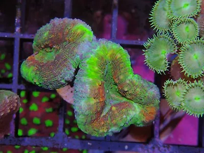 Rainbow Pastel Lobo Marine Aquarium LPs Hard Coral • £50