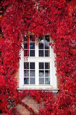 25 Virginia Creeper Seeds Parthenocissus Quinquefolia • $9.96